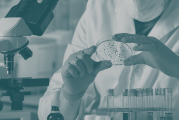 Laborfachkraft untersucht eine Petrischale mit Bakterienkultur am Mikroskop für die Mikrobiologie